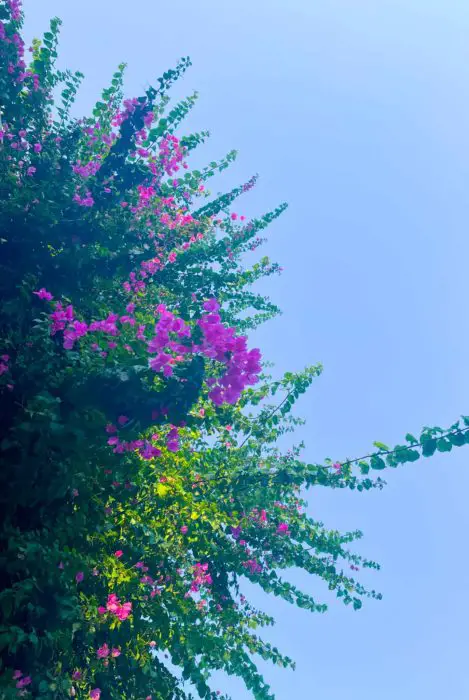 Bougainvilleas in Kas Turkey