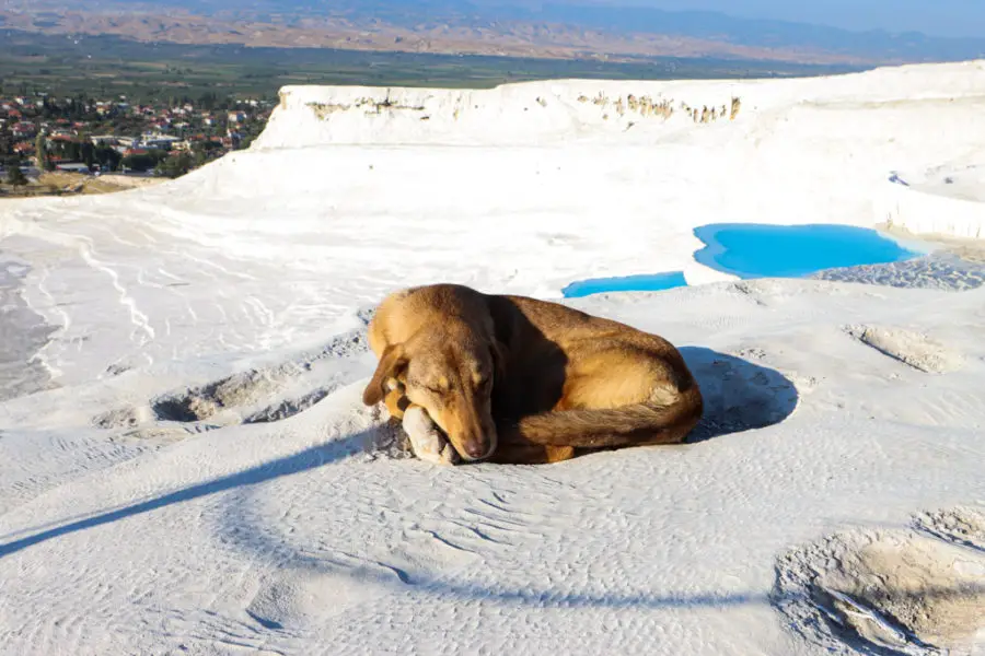 What Nobody Tells You About Pamukkale Turkey Dog On Cotton Castle