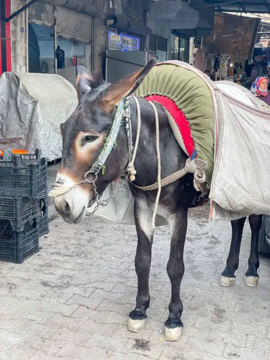 Donkey In Mardin Turkey Bazaar