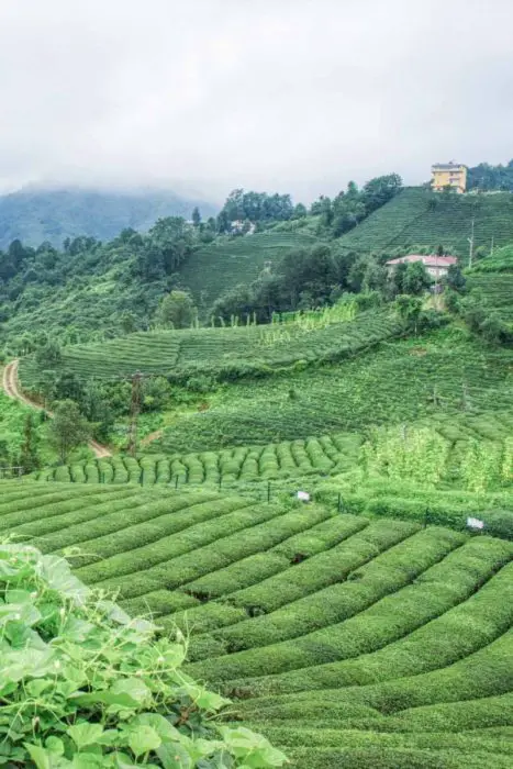 Tea Plantation in Rize, Turkey