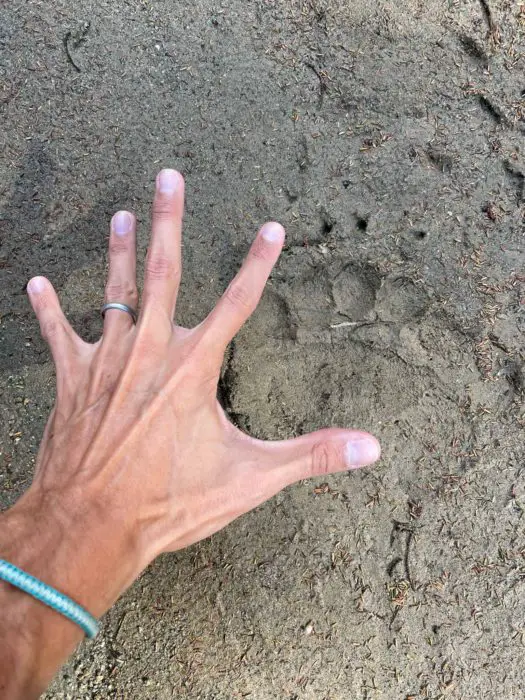 Altindere National Park Bears
