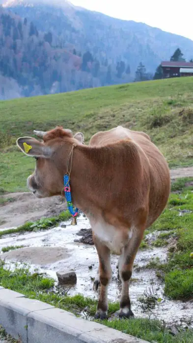 Cow In Ayder Yaylasi Rize