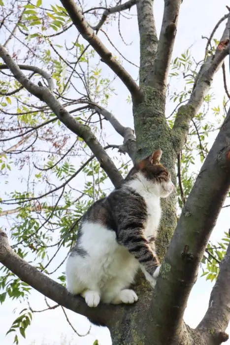 Famous Istanbul Cats