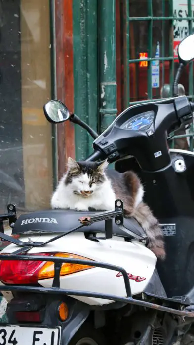 Famous Cats of Istanbul