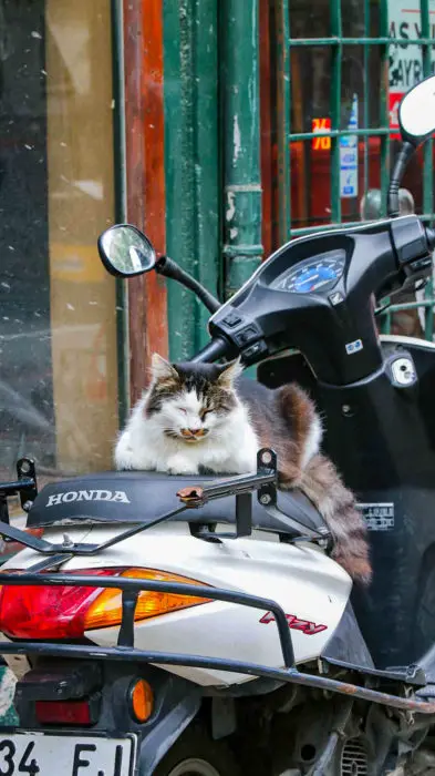 Cat In Cihangir Area