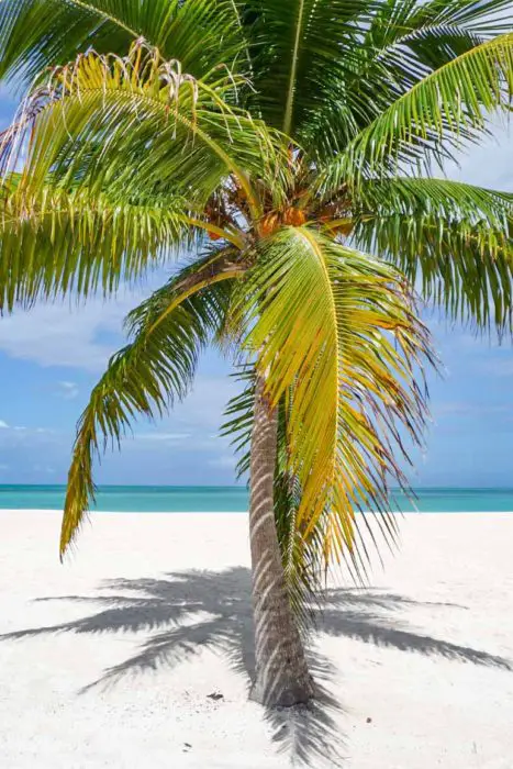 Passion Island Cozumel Beach